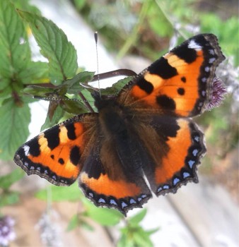 Photo taken in my back garden of a “Small Tortoiseshell” butterfly having a nice time in the mint and lavender.