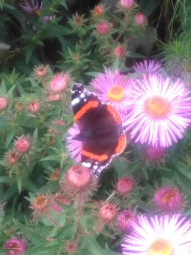 Butterfy In Flowers
